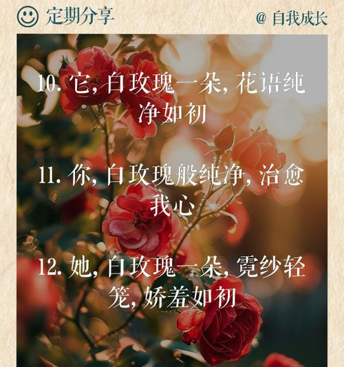 白玫瑰品种及花语是什么？它象征着什么含义？