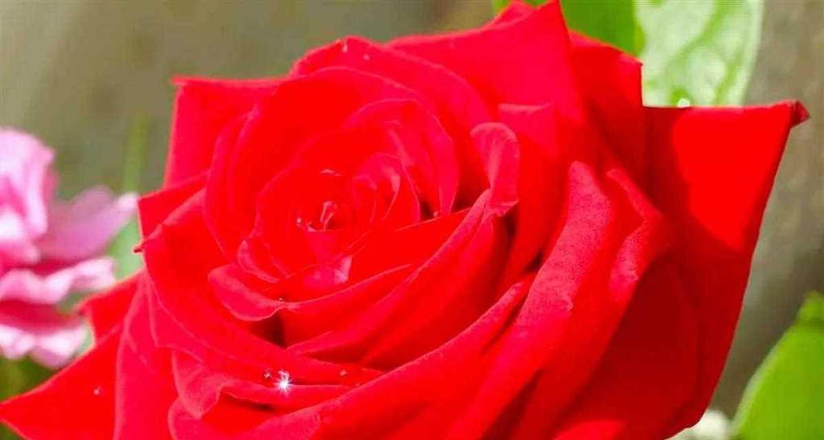 花语很美的红色花是什么？它象征着什么含义？
