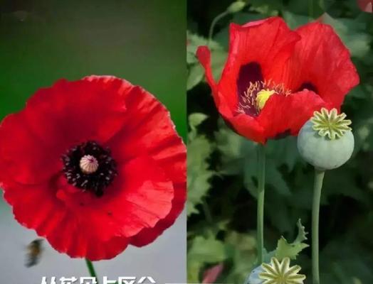 虞美人花语与罂粟是什么？它们代表了哪些情感？