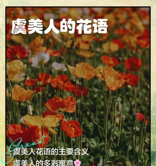 虞美人花语与罂粟是什么？它们代表了哪些情感？