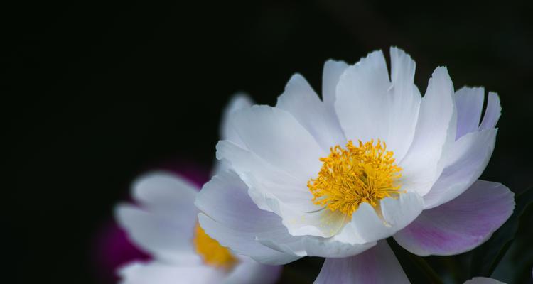 条纹十二卷花语是什么？它代表了哪些情感？