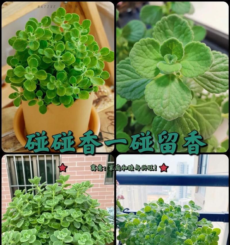碰碰香花语和寓意是什么？它象征着什么含义？