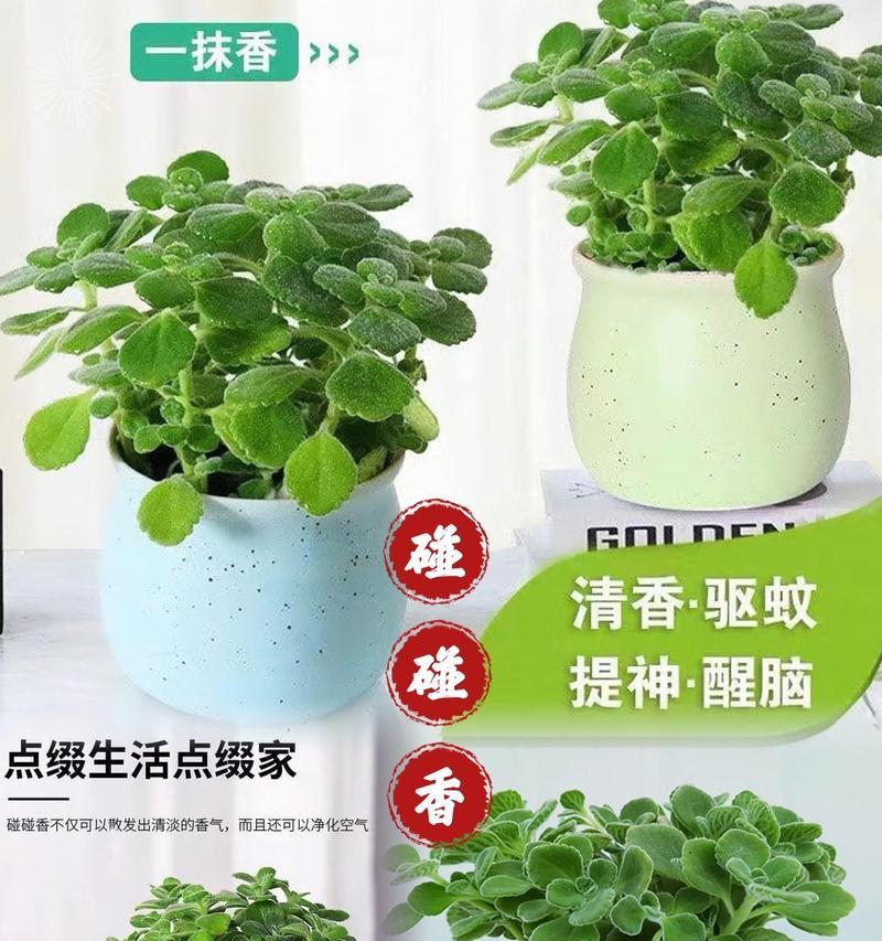 碰碰香花语和寓意是什么？它象征着什么含义？