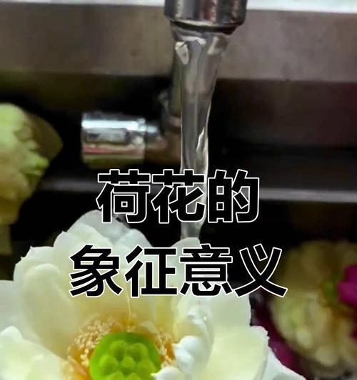 荷花的花语与象征是什么？它代表了哪些情感？