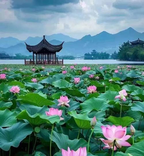 荷花的花语与象征是什么？它代表了哪些情感？