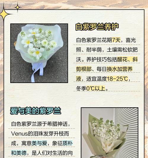 紫罗兰的花语故事是什么？它象征着什么含义？