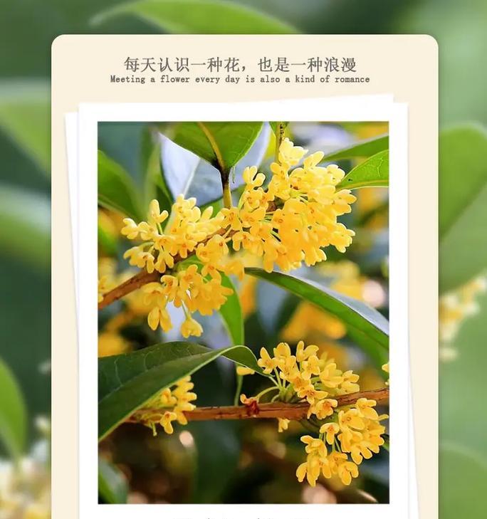 桂花的花语及故事是什么？它代表了哪些情感？