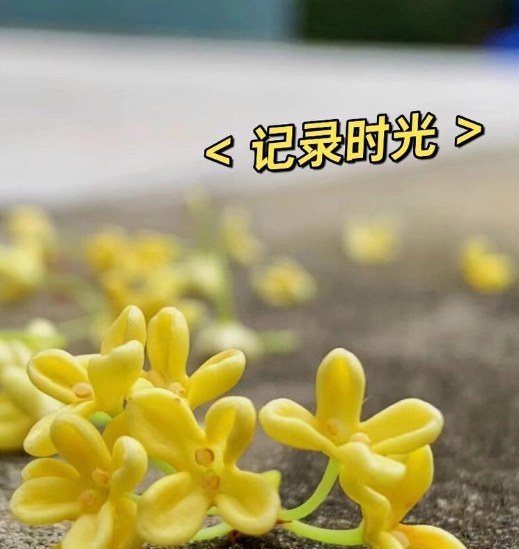 桂花的花语及故事是什么？它代表了哪些情感？