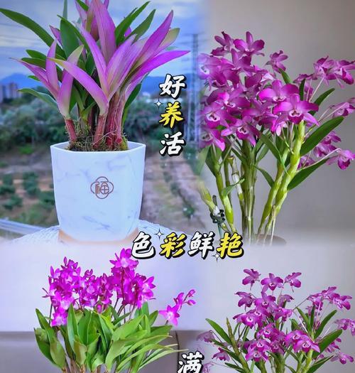 10朵石斛兰花语是什么？它代表了哪些情感？
