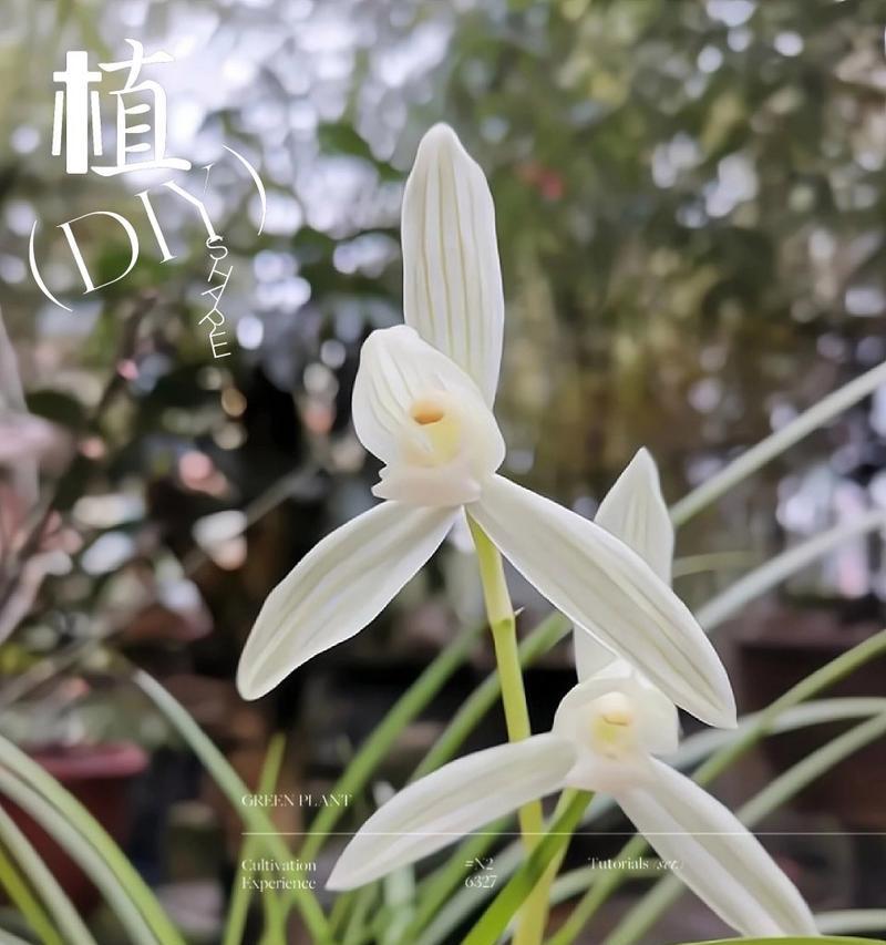 白雪公主花的花语代表什么？