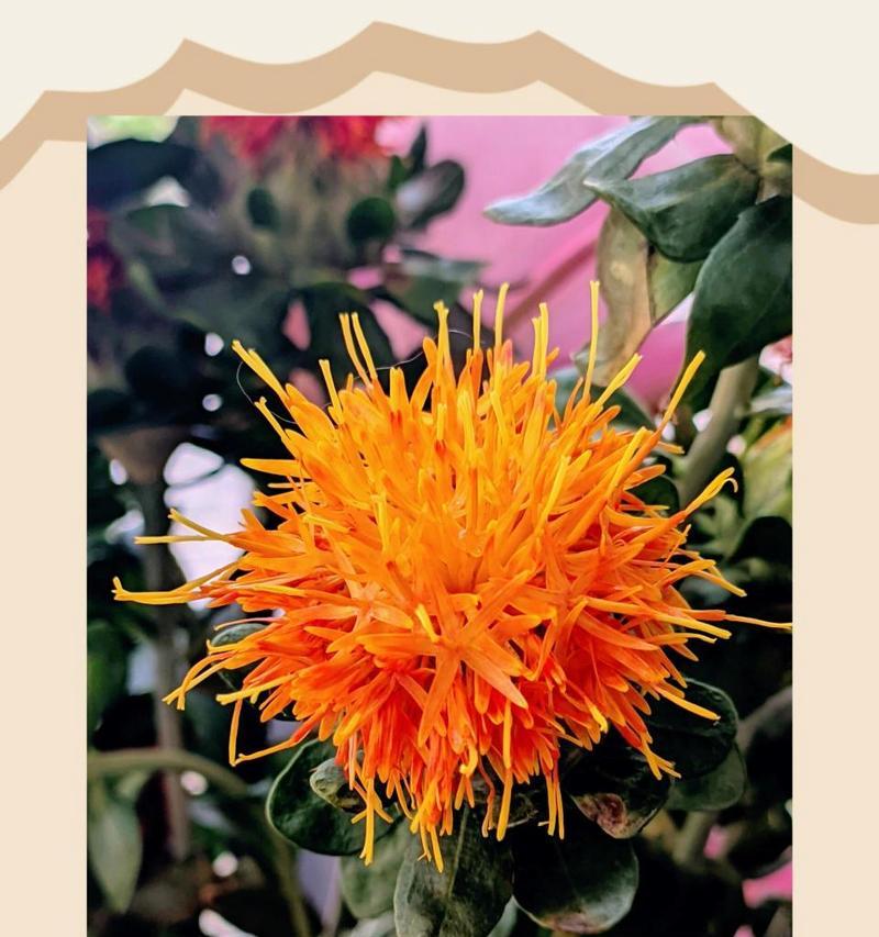 哪种红花代表希望的花语？