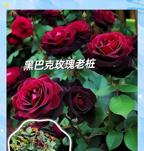 玫瑰花语的起源是什么？