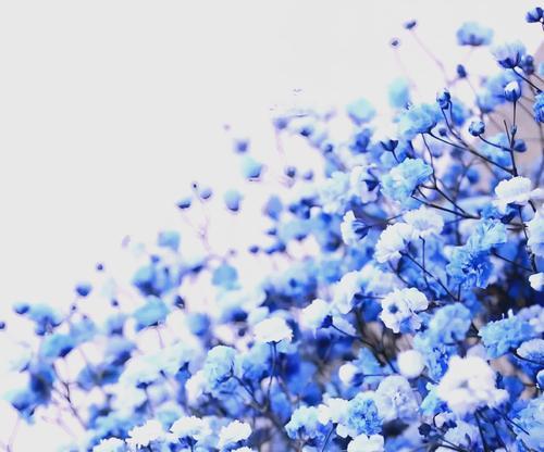 蓝色满天心花语的含义是什么？