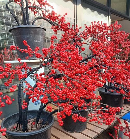 北美冬青的花语和养殖方法是什么？