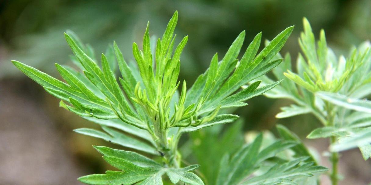 艾叶的花语及其象征意义是什么？