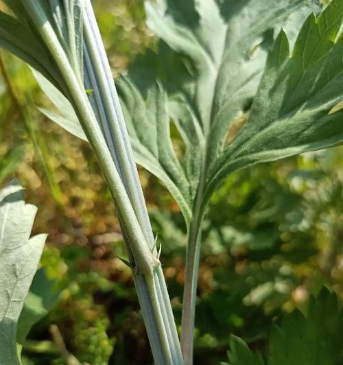 艾叶的花语及其象征意义是什么？