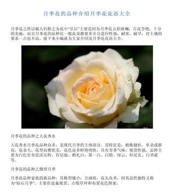 花卉大全中各种花语的含义是什么？