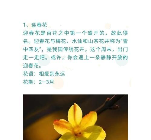 雪花人树的花语有何特别之处？