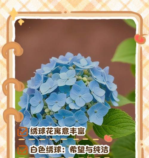 花语的寓意和意义通常是什么？