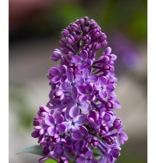 丁香花的花语及其深层含义是什么？