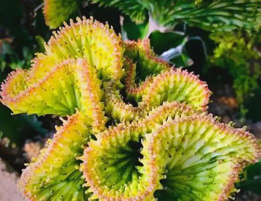 玉麒麟的花语代表了什么？