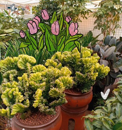 玉麒麟的花语代表了什么？
