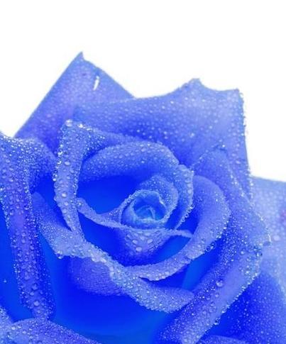 孔雀的花语是什么？孔雀花象征着什么？