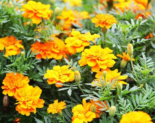 孔雀的花语是什么？孔雀花象征着什么？
