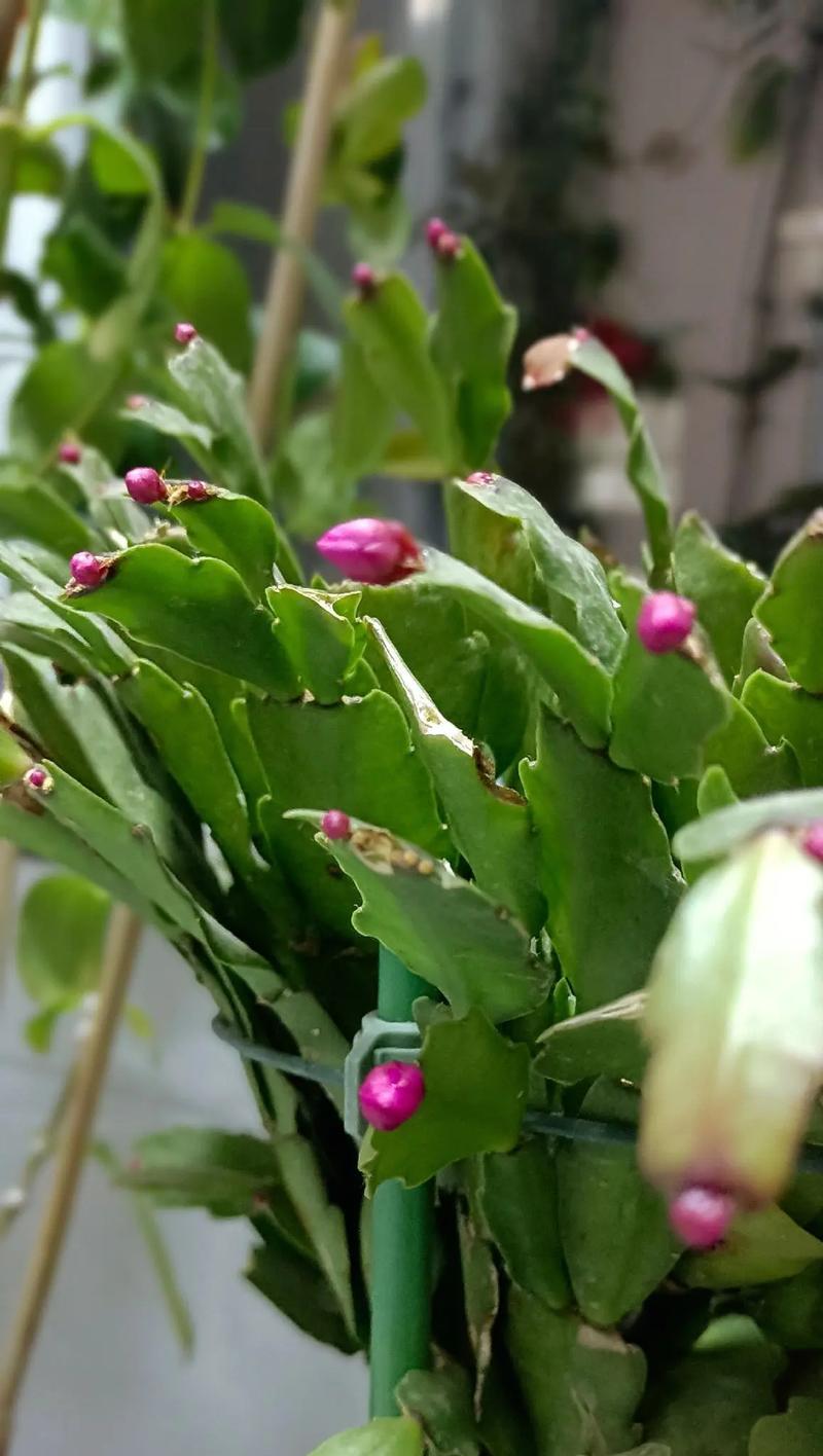 蟹爪兰花语是什么意思？蟹爪兰的花语有哪些？