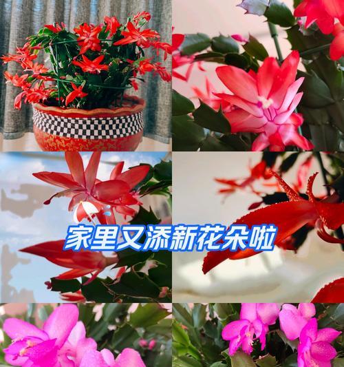 蟹爪兰花语是什么意思？蟹爪兰的花语有哪些？