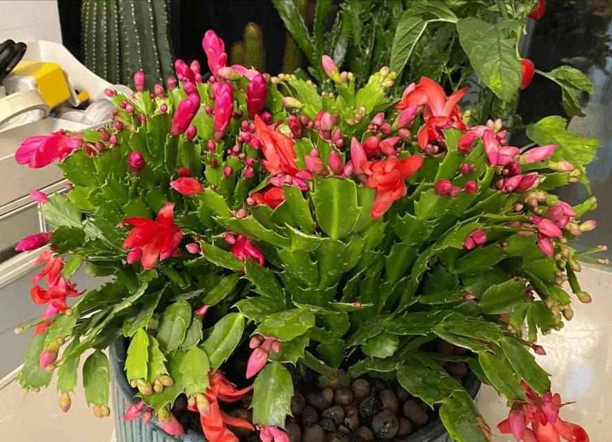 蟹爪兰花语是什么意思？蟹爪兰的花语有哪些？
