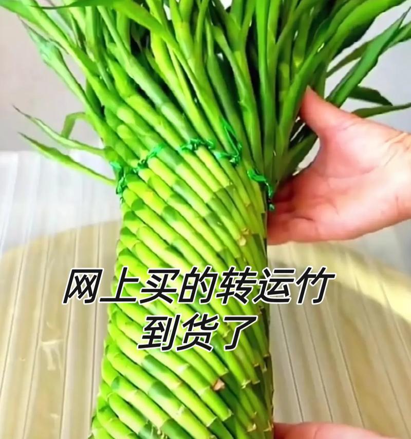 转运竹的花语有哪些？转运竹代表什么意义？