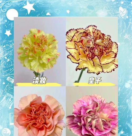 花语大全及背后的故事是什么？如何解读花语和故事？