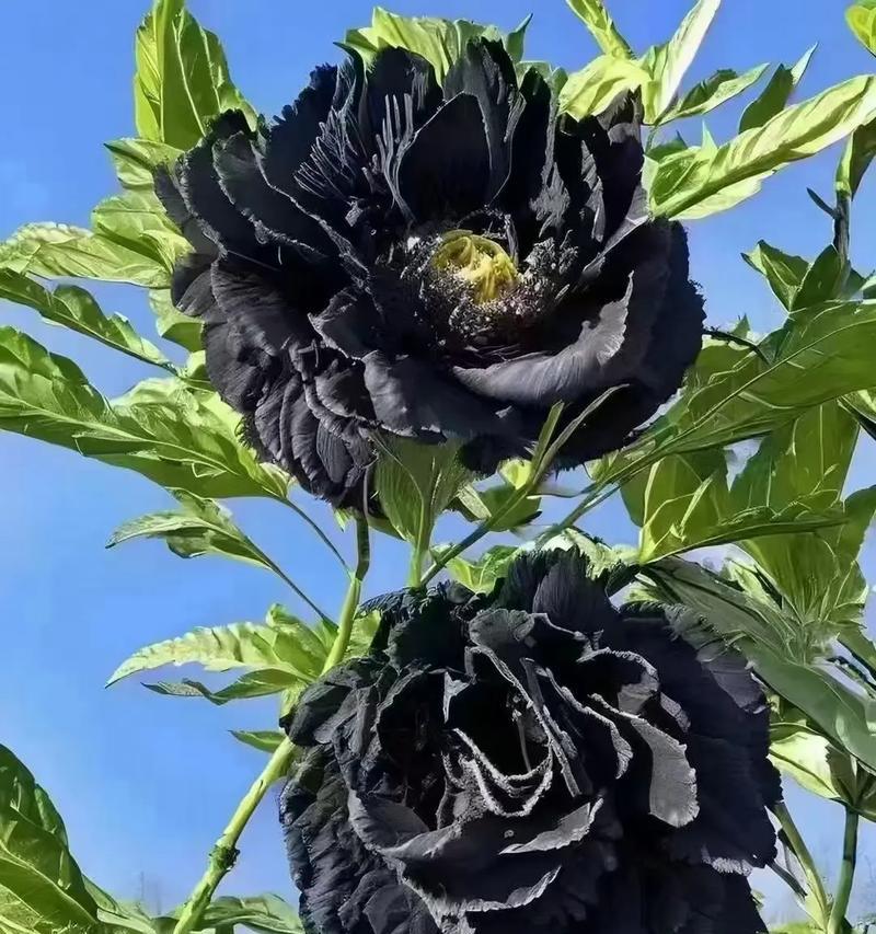 牡丹花的花语是什么？牡丹代表了哪些含义？