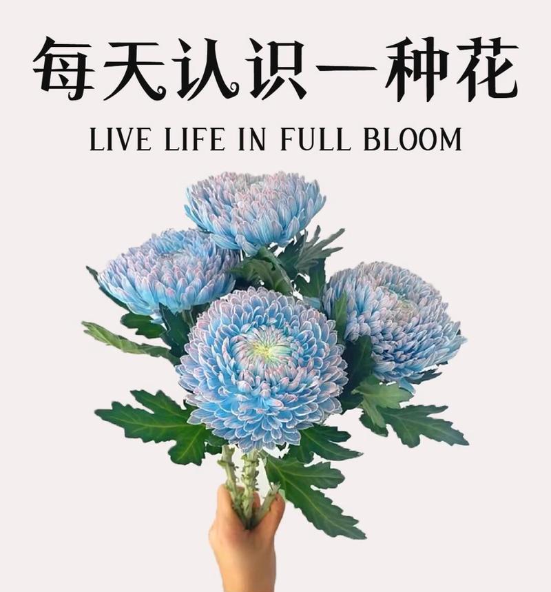 牡丹花的花语是什么？牡丹代表了哪些含义？