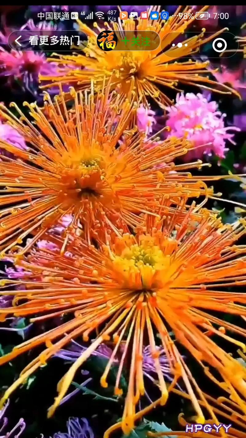 紫橙色菊花的花语是什么？紫橙色菊花有何寓意？