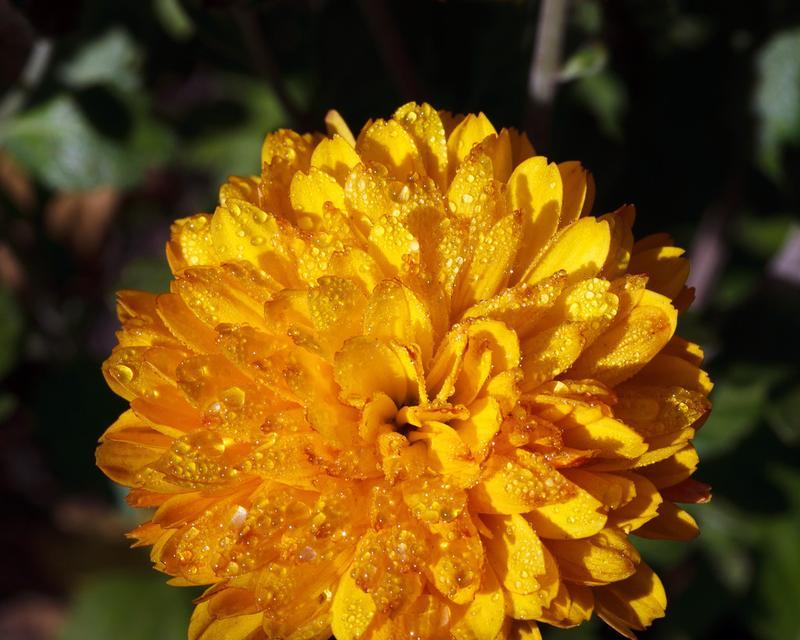 紫橙色菊花的花语是什么？紫橙色菊花有何寓意？