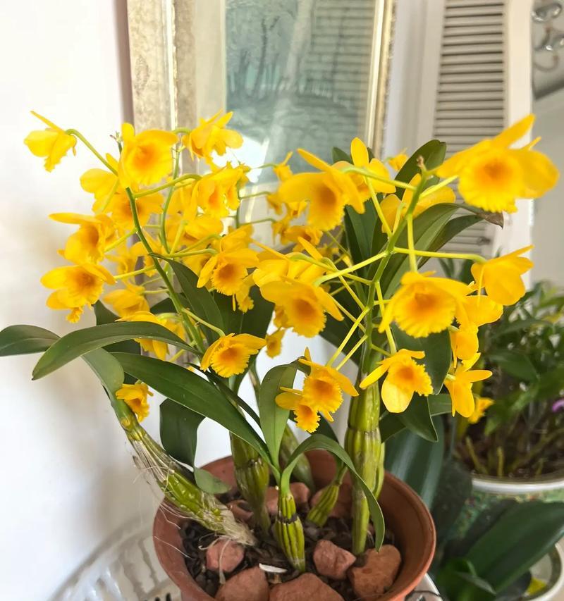 石斛兰的花语是什么？石斛兰代表了什么？