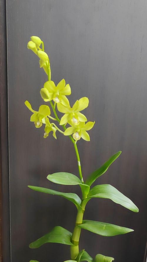 石斛兰的花语是什么？石斛兰代表了什么？