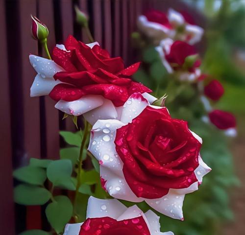 5月12日的花语是什么？5月12日适合送什么花？
