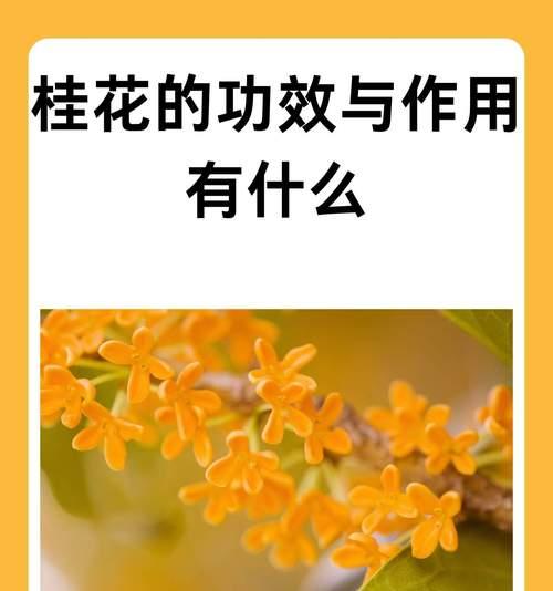 桂花的花语和寓意是什么？桂花象征着什么？