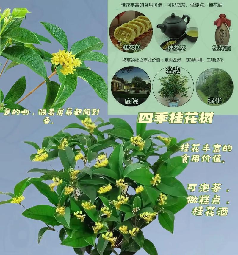 桂花的花语和寓意是什么？桂花象征着什么？