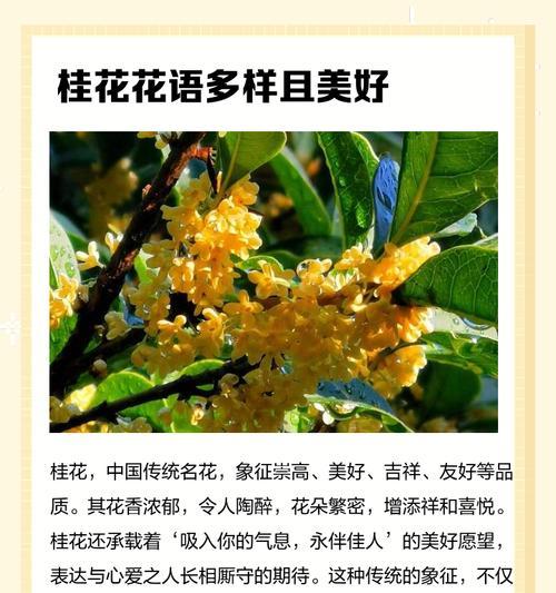桂花的花语和寓意是什么？桂花象征着什么？