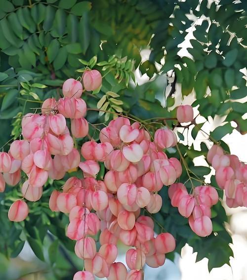 各种树的花语代表了什么？树的花语有哪些？