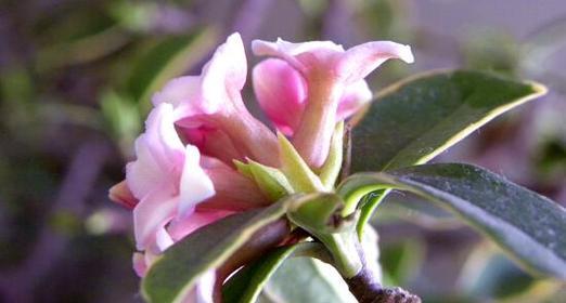 瑞香的花语是什么？瑞香花语背后有哪些传说？