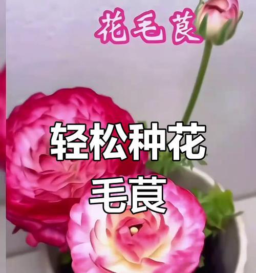花毛茛的花语精神是什么？花毛茛象征着什么？