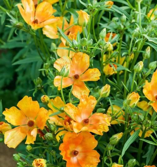 花毛茛的花语精神是什么？花毛茛象征着什么？