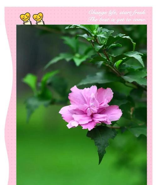 木槿花在国外的花语是什么？木槿在国外有何寓意？