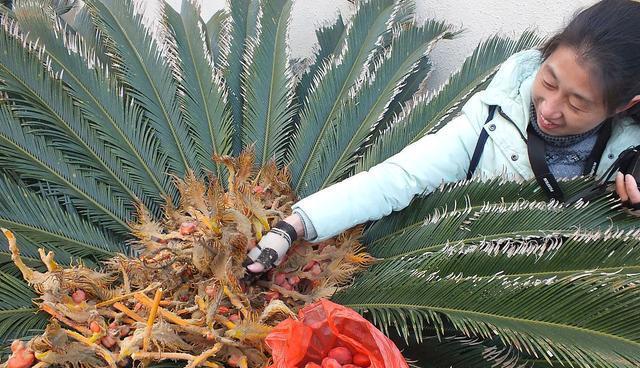 铁树开花的花语是什么？铁树开花有何特别含义？