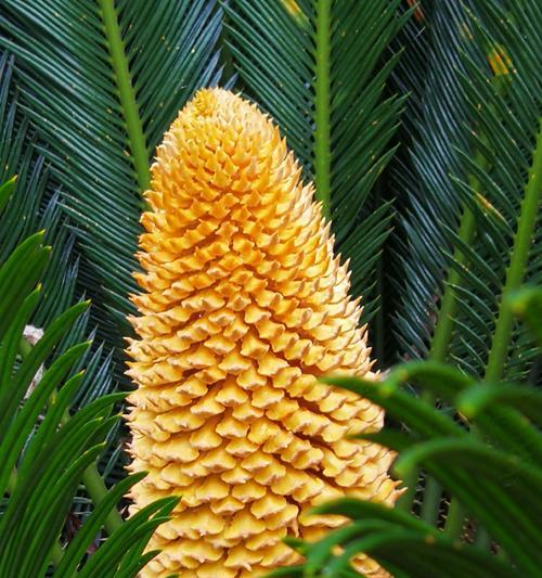 铁树开花的花语是什么？铁树开花有何特别含义？